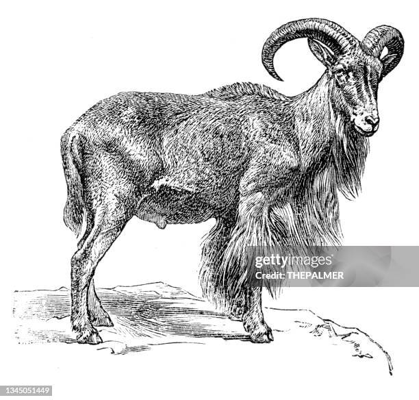 stockillustraties, clipart, cartoons en iconen met cashmere goat engraving 1899 - geit