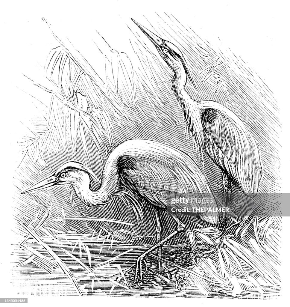 Bird Grey heron engraving 1899