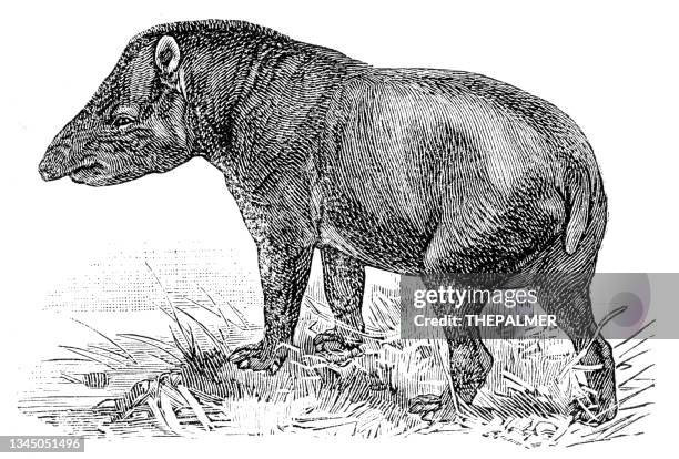 illustrazioni stock, clip art, cartoni animati e icone di tendenza di incisione a tapiro 1899 - tapiro della malesia