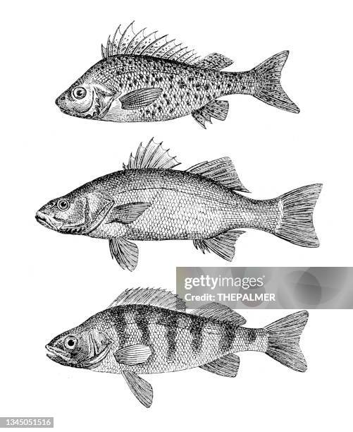 barsch - falkenfisch - wolfsbarsch fischgravur 1899 - bass stock-grafiken, -clipart, -cartoons und -symbole