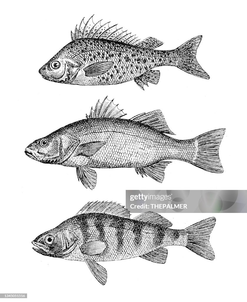 Perch - Hawk fish - Sea bass Fish engraving 1899
