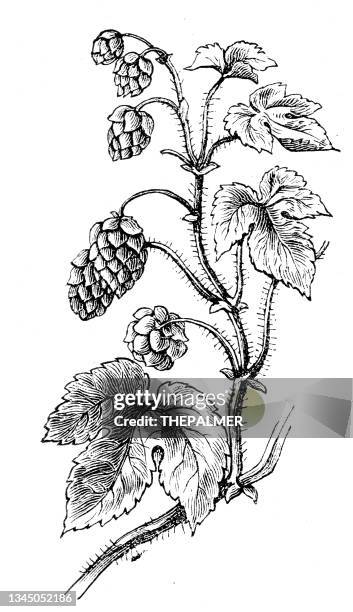 393点のホップイラスト素材 Getty Images 393点のホップイラスト素材 Getty Images