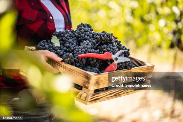 fresh grapes filled in wooden basket after a day of vineyard harvest. basket is held by a winemaker. - vendemmia foto e immagini stock