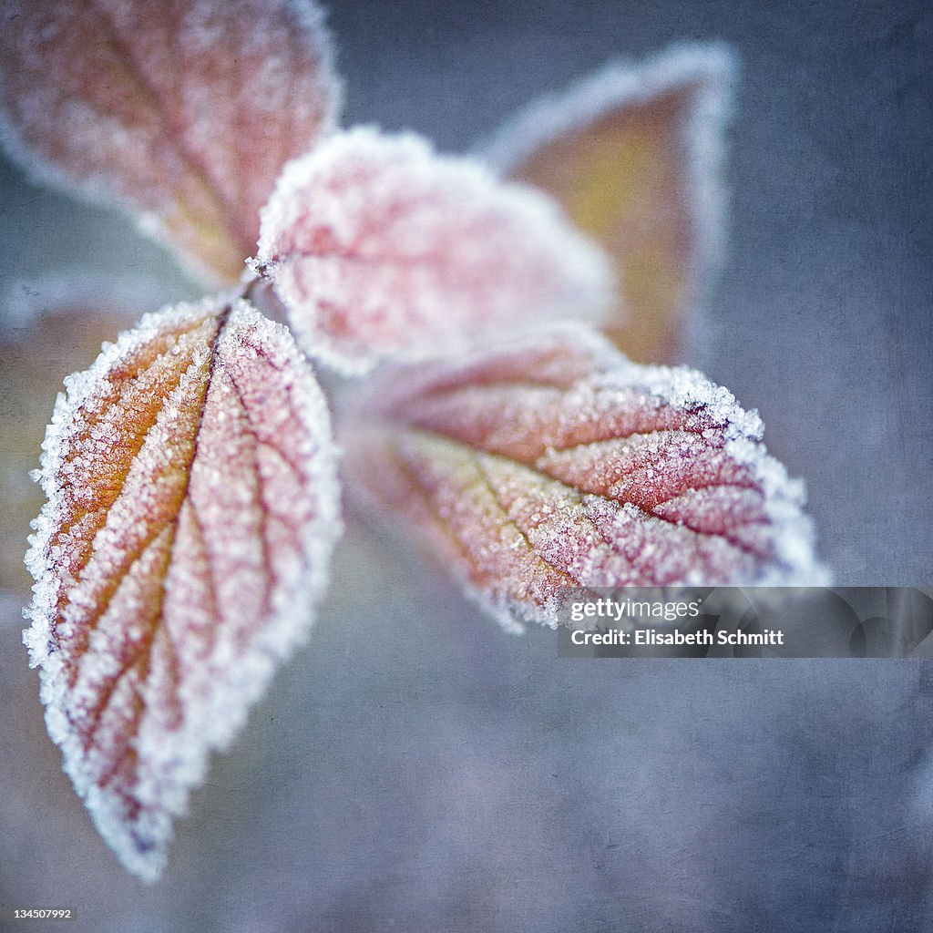 Autumnal leaves covered with frozen ice crystals