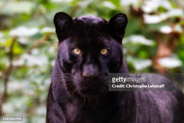 sri lankan black panther - black panthers imagens e fotografias de stock