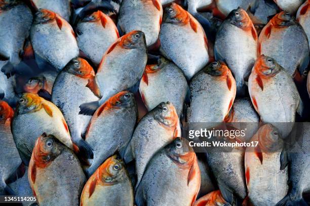 full image of fresh fish - catch of fish stock pictures, royalty-free photos & images