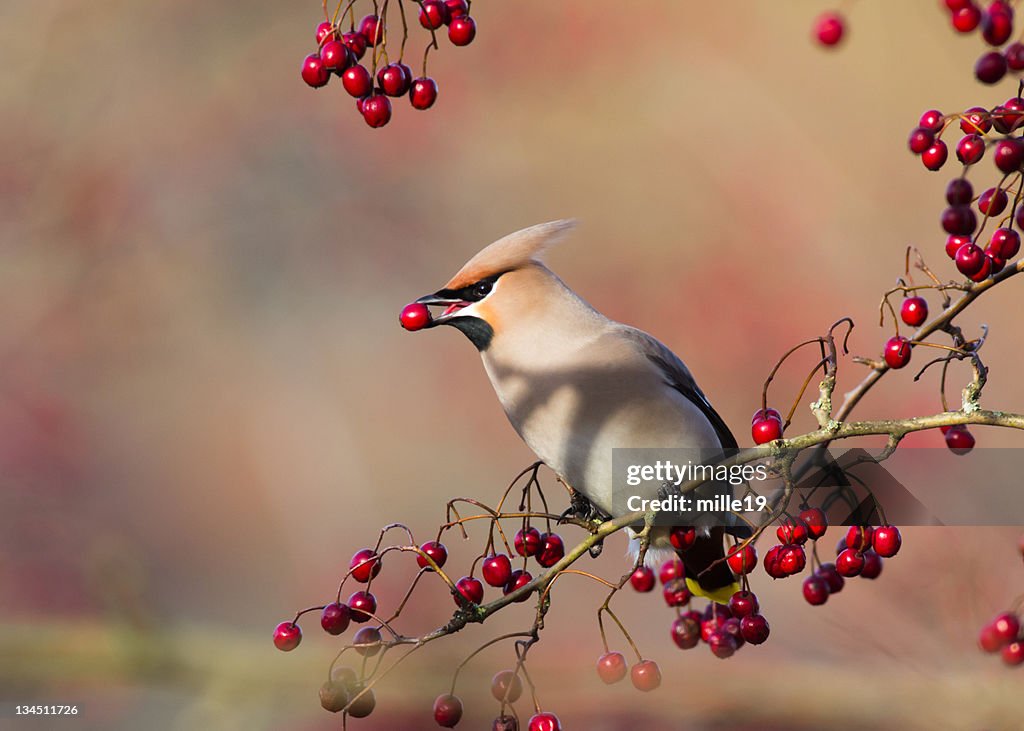 Waxwing with Berry