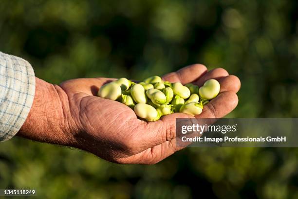 a farmer holding freshly harvested broad beans - fava bean stock pictures, royalty-free photos & images