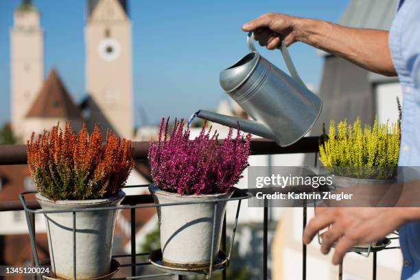 cropped shot of man watering freshly planted erica flowers in window box on the balcony - erica flower stock pictures, royalty-free photos & images
