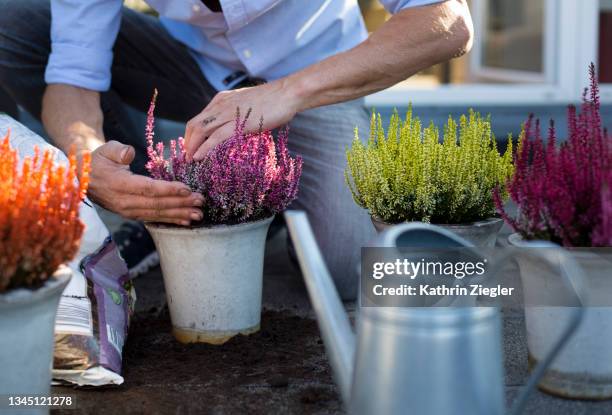 man potting heather on his terrace, close-up of hands - heather stock-fotos und bilder