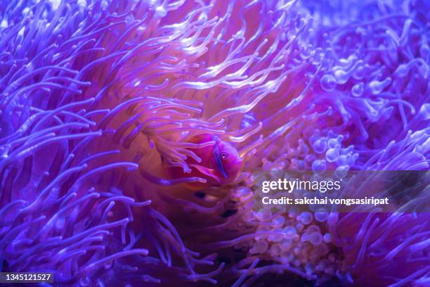 close-up of tropical fish and corals in the aquarium - coral colored photos et images de collection