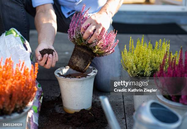 man potting heather on his terrace, close-up of hands - heather stockfoto's en -beelden