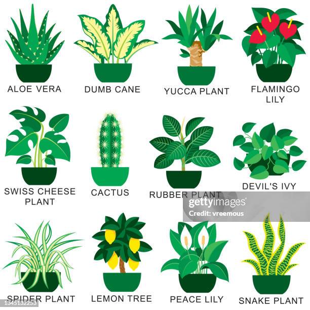 bildbanksillustrationer, clip art samt tecknat material och ikoner med popular indoor houseplants icons set - plantera