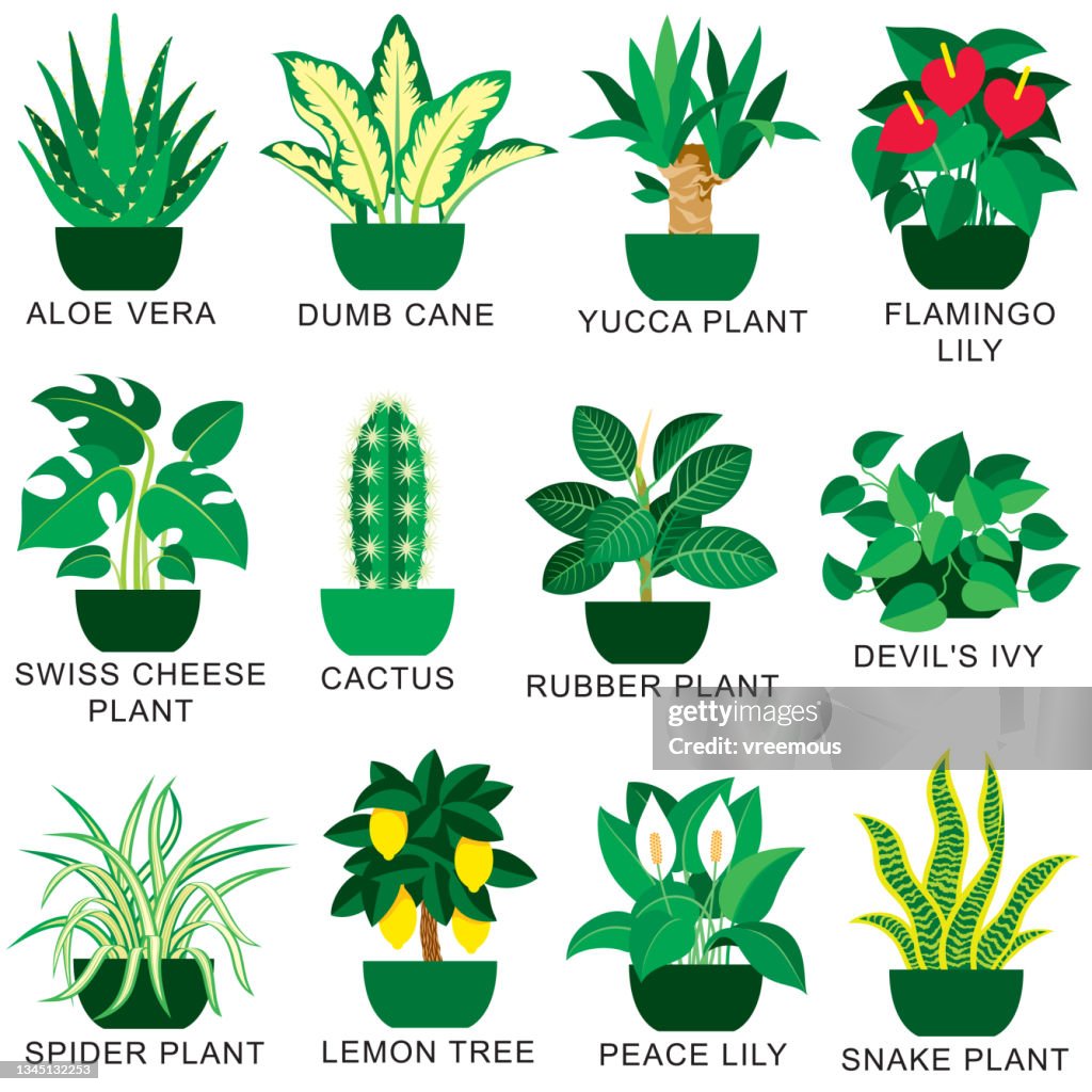 Popular Indoor Houseplants Icons Set