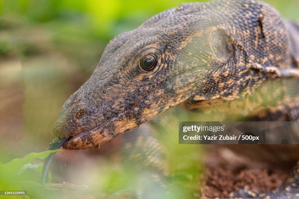 Close-up of iguana on field