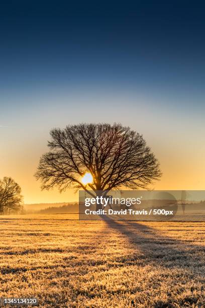 silhouette of bare tree on field against sky during sunset,bad fallingbostel,germany - january stock-fotos und bilder