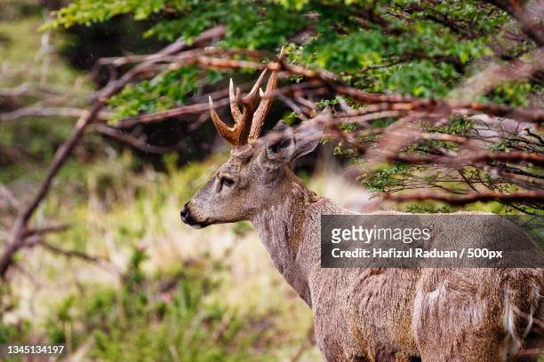side view of deer standing on field,santa cruz province,argentina - santa cruz province argentina stockfoto's en -beelden
