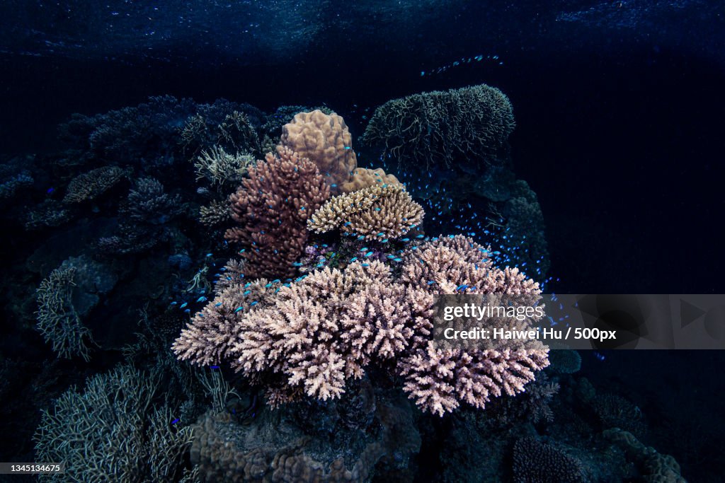 Close-up of coral in sea,Kadavu Province,Fiji