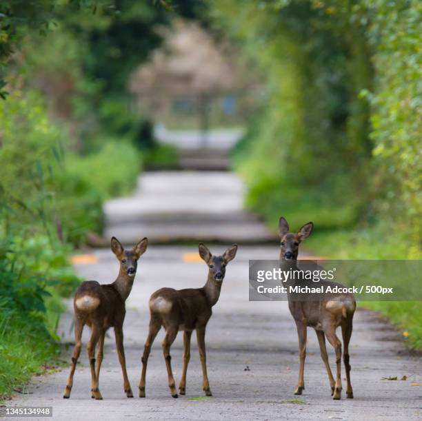 full length of deer standing on road,potteric carr nature reserve,united kingdom,uk - concept does not exist 個照片及圖片檔