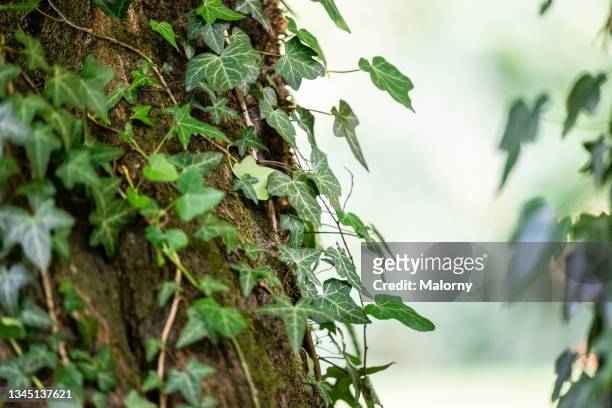 close-up of ivy growing on a tree. decoration service at a garden party, summer festival, or wedding. catering. - ground ivy stock pictures, royalty-free photos & images