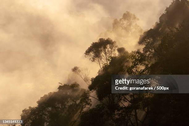 low angle view of silhouette of trees against sky,ranomafana,madagascar - ranomafana stock pictures, royalty-free photos & images