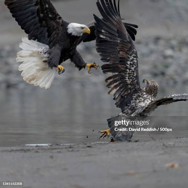 close-up of birds flying over lake,whatcom county,washington,united states,usa - lake whatcom bildbanksfoton och bilder