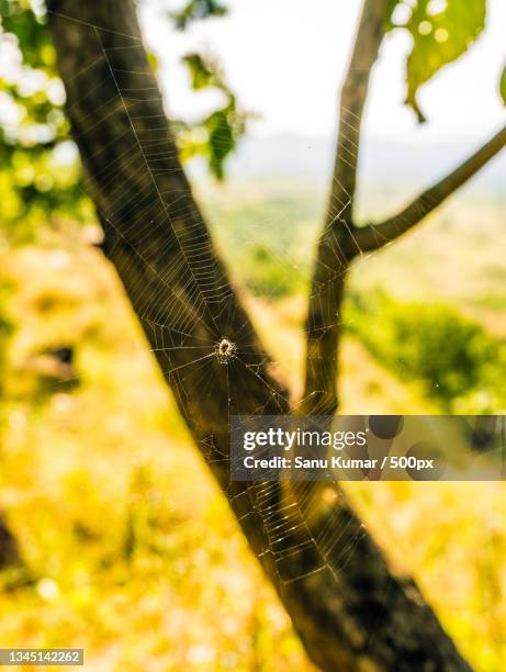 close-up of spider on web,pune,maharashtra,india - sanu stock pictures, royalty-free photos & images