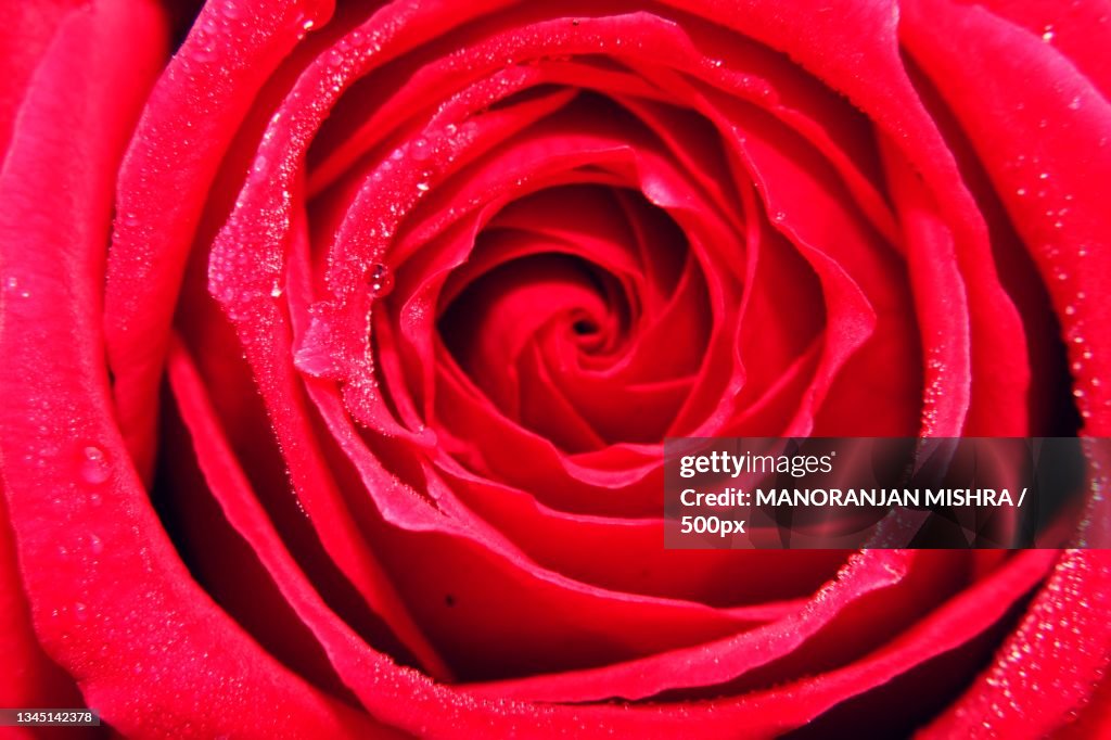 Close-up of wet red rose,Bhubaneswar,Odisha,India