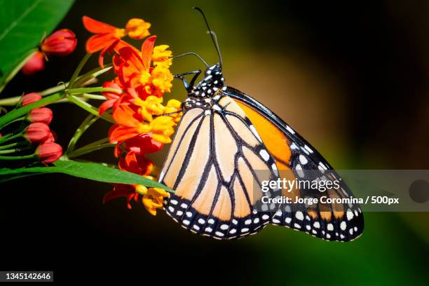 close-up of butterfly pollinating on flower,miami beach,florida,united states,usa - butterfly cycle stockfoto's en -beelden