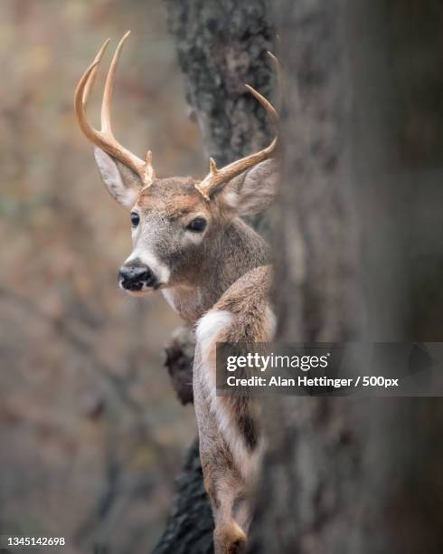 close-up of deer standing on rock,kennesaw,georgia,united states,usa - kennesaw stock pictures, royalty-free photos & images