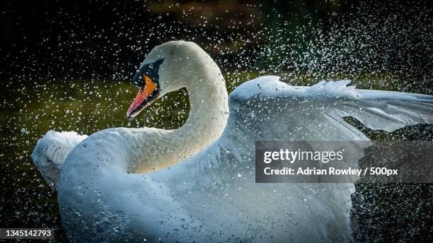 close-up of mute swan swimming in lake,sidcup,united kingdom,uk - swan stock pictures, royalty-free photos & images