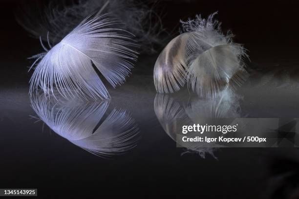 close-up of feather on table - falling feathers stock pictures, royalty-free photos & images