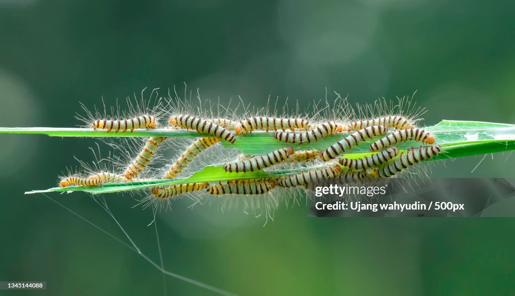 Close-up of caterpillar on plant