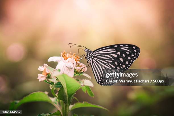 close-up of butterfly pollinating on flower,surat thani,thailand - butterfly cacoon stock-fotos und bilder