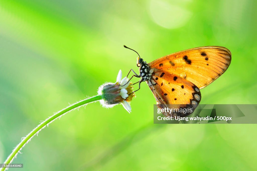 Close-up of butterfly pollinating on flower