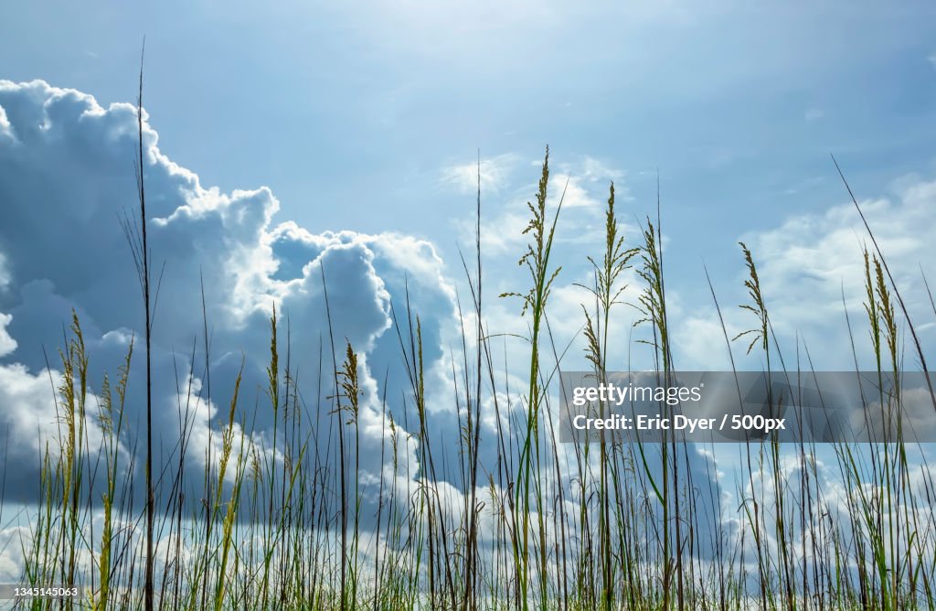 Close-up of plants growing on field against sky,Okaloosa Island,Florida,United States,USA