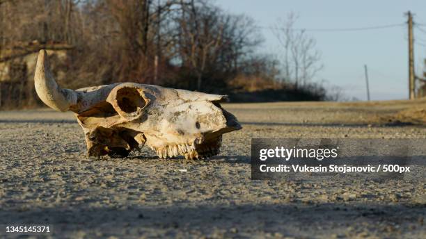 close-up of animal skull on field - animal skull stock-fotos und bilder