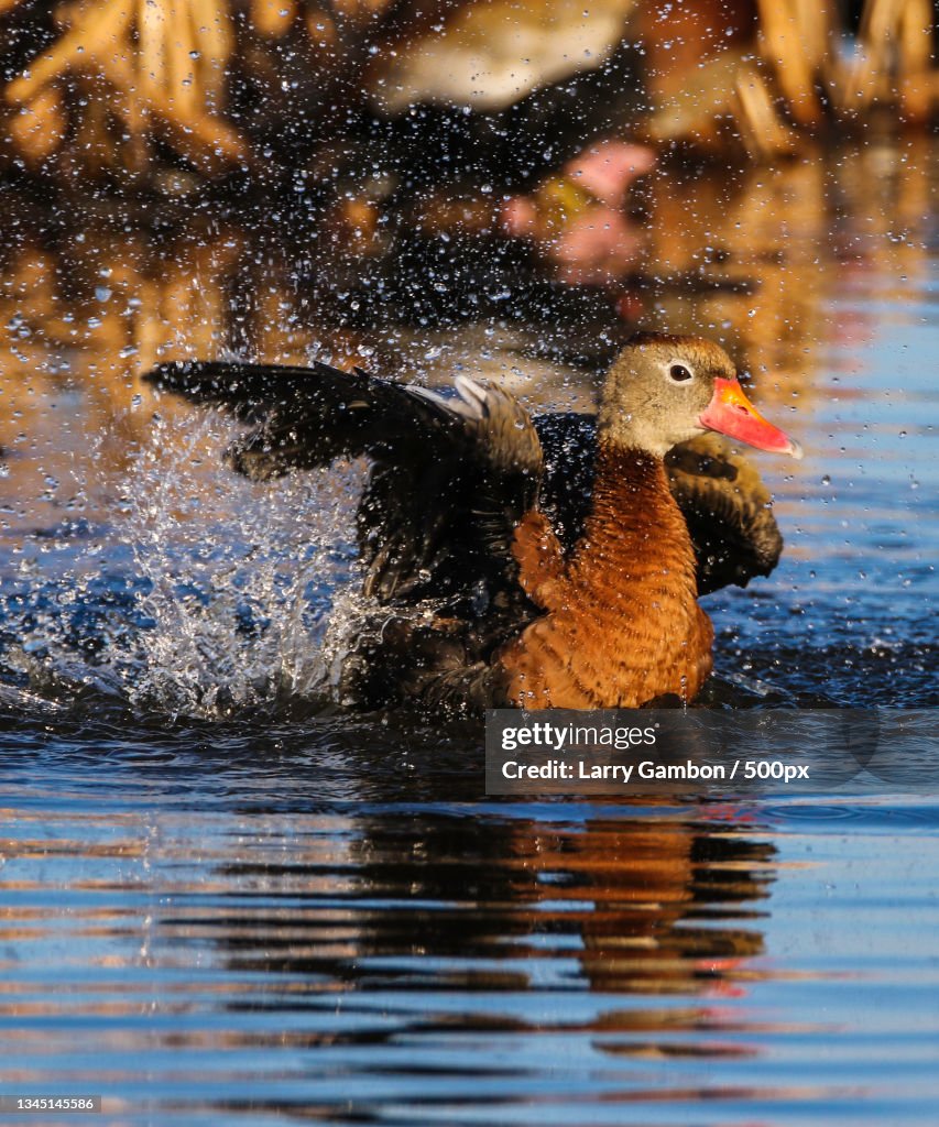 Close-up of duck swimming in lake,Anahuac,Texas,United States,USA