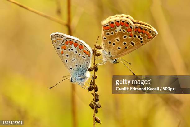 close-up of butterfly pollinating on flower,cuneo,italy - flyingconi stock pictures, royalty-free photos & images