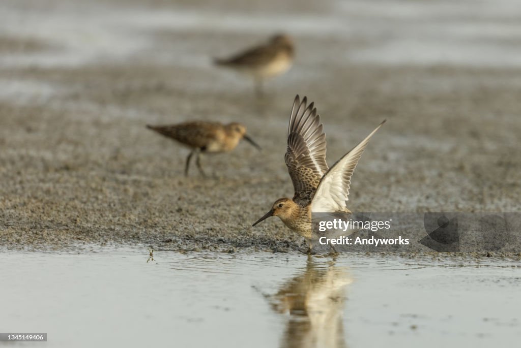 Dunlin (Calidris alpina)