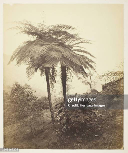 The Tree Fern, Prize Photo, 1863. Albumen silver print. Artist Samuel Bourne.