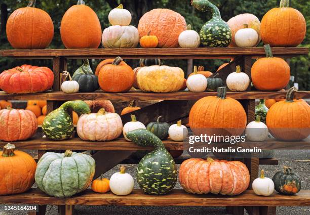 pumpkins! - herbst kollektion stock-fotos und bilder