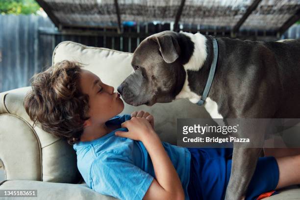 boy kissing pit bull - pitbull stock-fotos und bilder