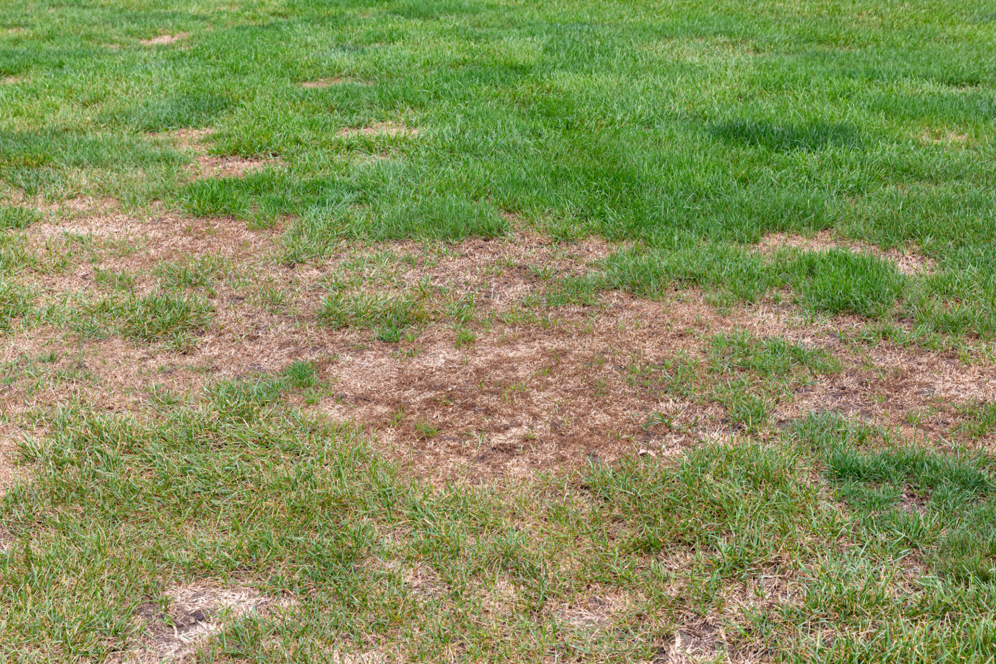 lawn pest inspection