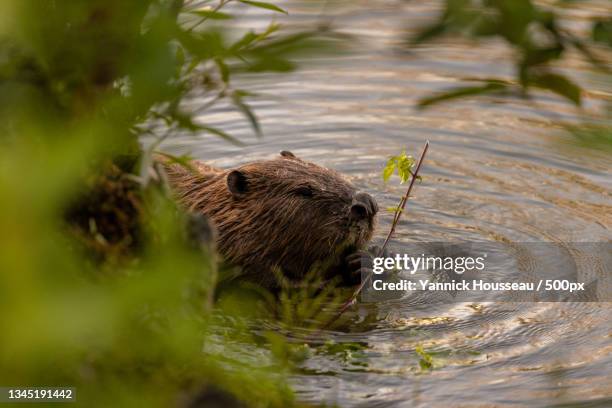 close-up of beaver swimming in lake,switzerland - castor imagens e fotografias de stock