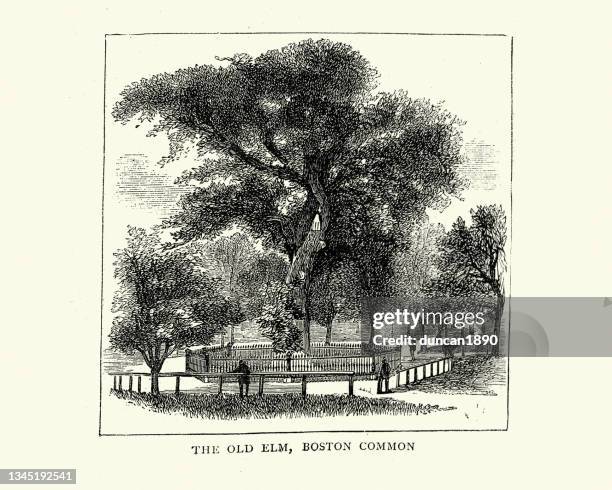 old elm tree on boston common, usa, 1872, victorian 19th century - boston common stock illustrations
