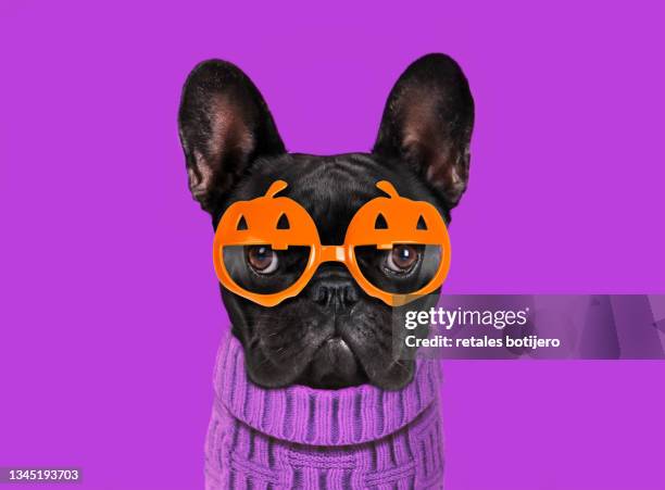 funny puppy with pumpkin glasses - bulldogge stock-fotos und bilder