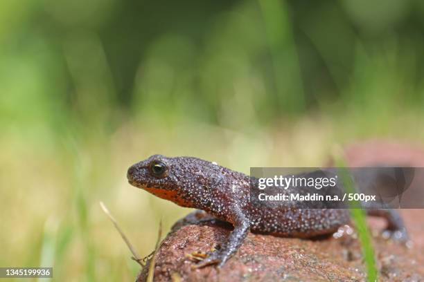 close-up of alpine newt on rock,germany - newt stock pictures, royalty-free photos & images