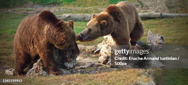 two brown bears playing,calea matei basarab,oradea,romania - romania bear stock pictures, royalty-free photos & images