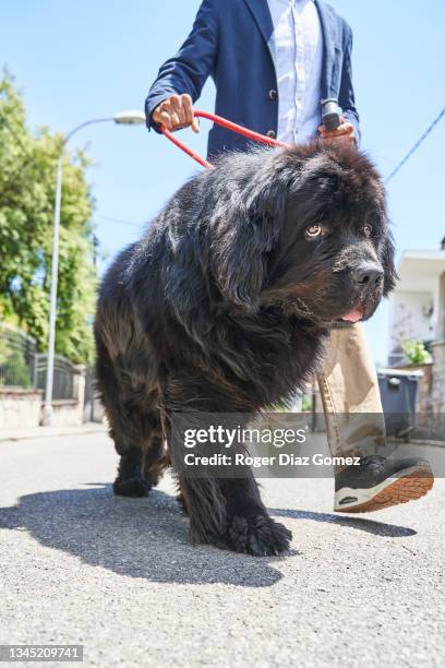 front view of newfoundland dog while his owner takes him home. - newfoundland dog 個照片及圖片檔